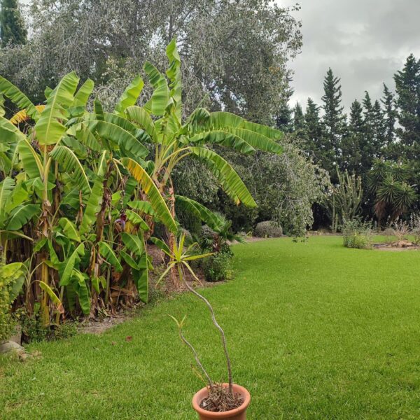 Countryside villa in Daya Nueva - Image 24